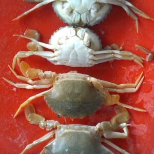 BABY CRAB FOR SALE