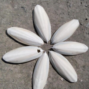 CUTTLE SQUID BONE