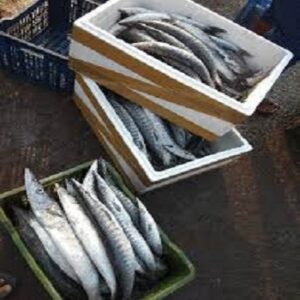 Frozen Barracuda Fish