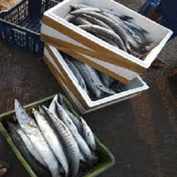 Frozen Barracuda Fish