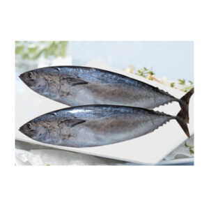 Frozen Bonito Fish