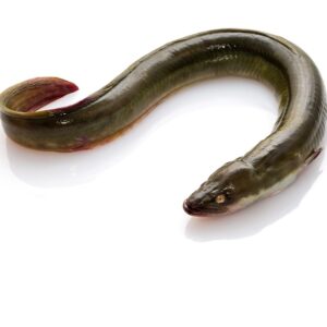 Frozen Conger Eel Fish