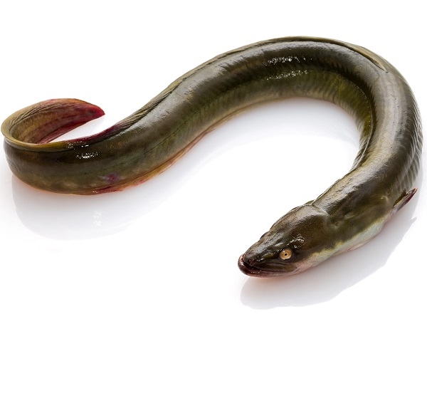 Frozen Conger Eel Fish