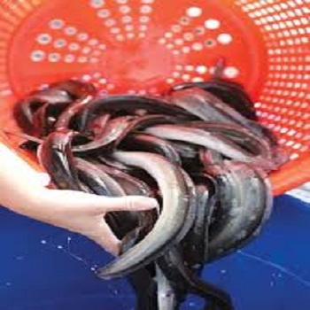 Frozen Eel Fish