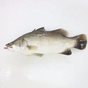 Frozen Fish Barramundi
