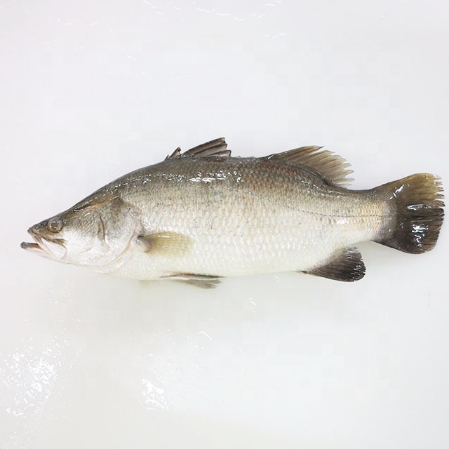 Frozen Fish Barramundi