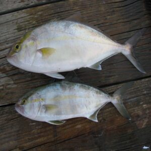 Frozen Greater Amberjack