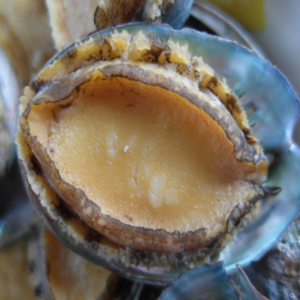 Abalone with shelled