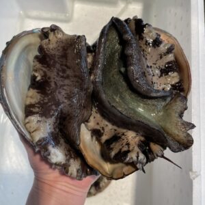 Abalone