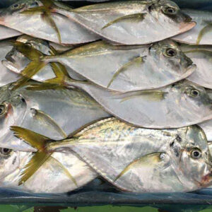 Frozen Moonfish
