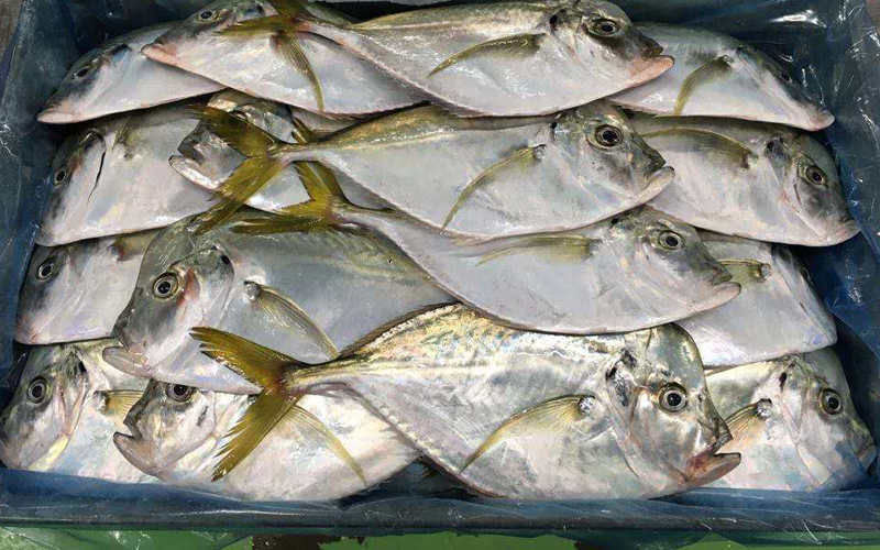 Frozen Moonfish