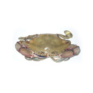 Frozen Blue crab