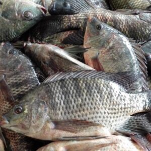 Frozen Tilapia