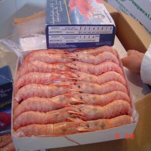 Argentina Frozen Crystal Red Shrimp