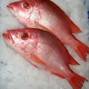 Red Sea Bream Fish Fillet