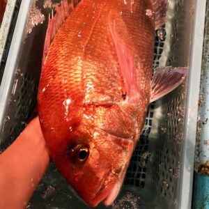 Sea Bream (Madai)