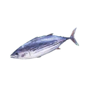 Skipjack Tuna Fish 1.8kg+