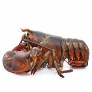 Fresh Chilled Lobster