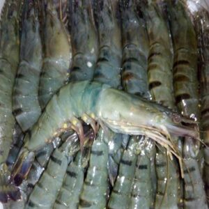 Frozen big size tiger shrimp prawn