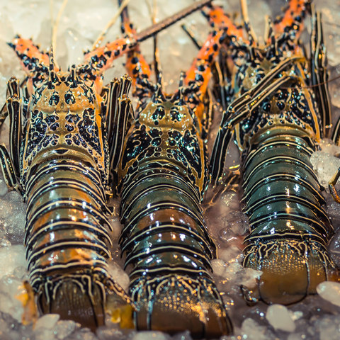 Pacific Canadian Red Lobsters