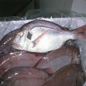 Red & Black Seabream Fish
