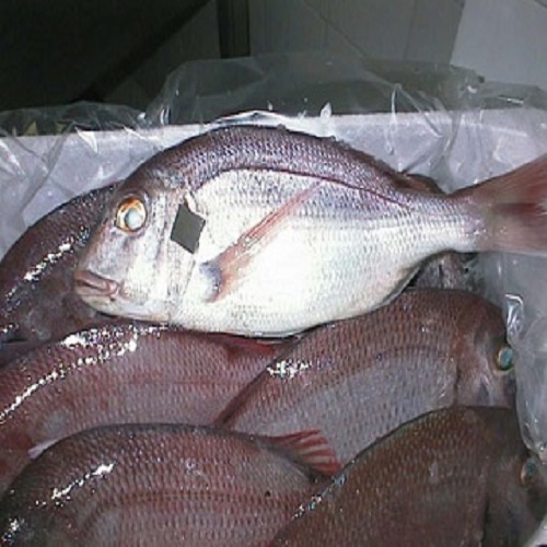 Red & Black Seabream Fish
