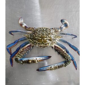 Frozen Blue swimming crabs