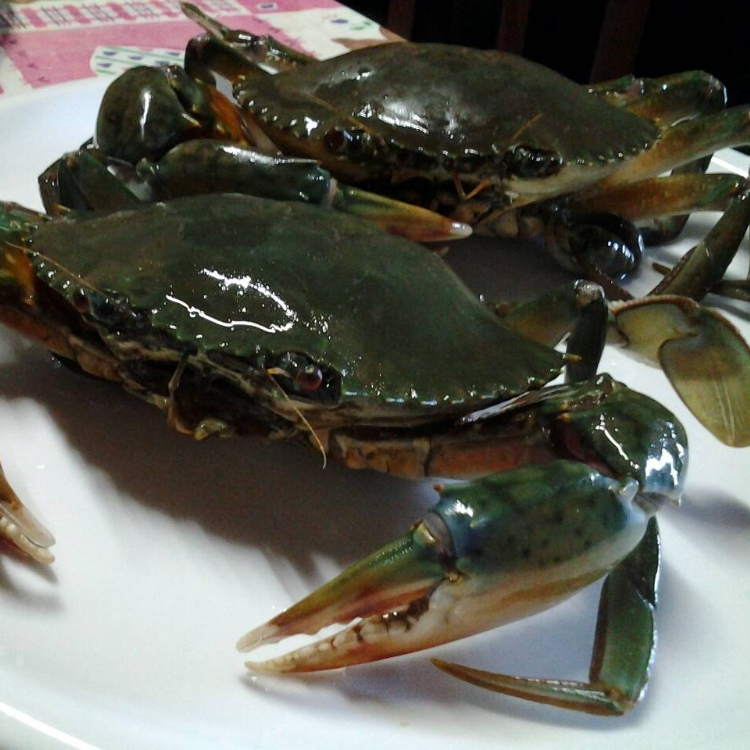 Fresh Mud Crab (Male Female)