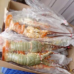 Fresh lobster