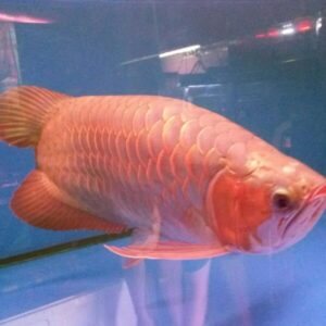Red Arowana Fish