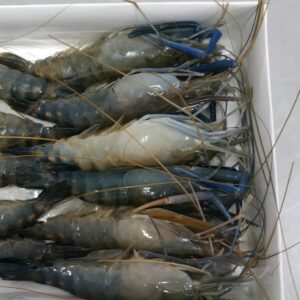 Frozen Fresh Water Prawn
