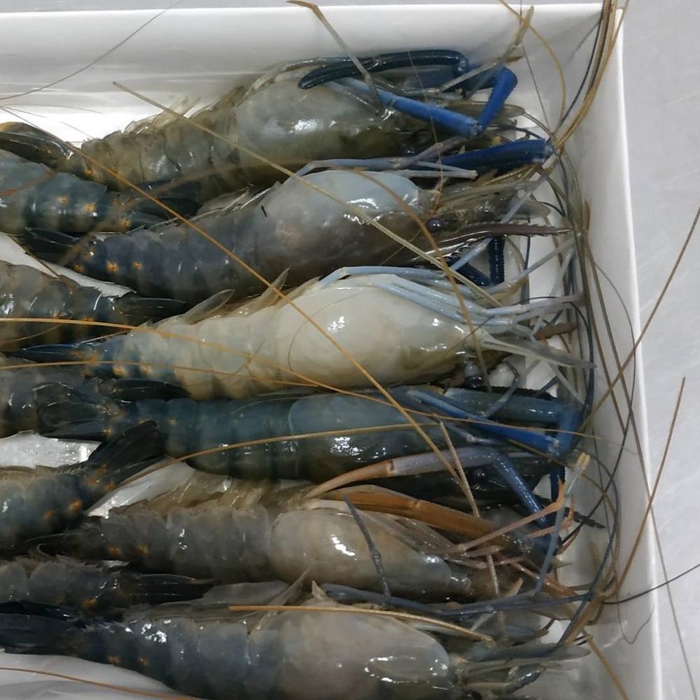 Frozen Fresh Water Prawn