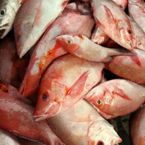Red snapper fish