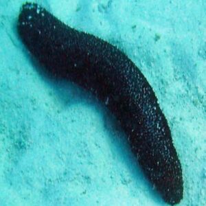 Sea Cucumber