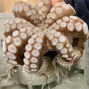 Frozen Octopus