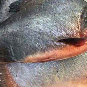 Red pomfret