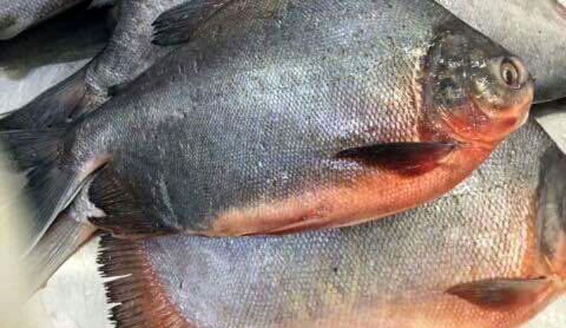 Red pomfret
