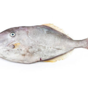 Filefish Leather Jacker fish